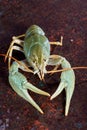 One live crayfish Royalty Free Stock Photo