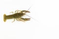 One live crayfish moves its claws and limbs in clear water on a white background Royalty Free Stock Photo