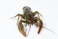 One live crayfish Royalty Free Stock Photo