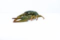 One live crayfish on white background. Catching crayfish for human consumption Royalty Free Stock Photo