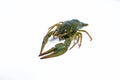 One live crayfish on white background. Catching crayfish for human consumption Royalty Free Stock Photo