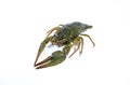 One live crayfish on white background. Catching crayfish for human consumption Royalty Free Stock Photo