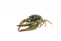 One live crayfish on white background. Catching crayfish for human consumption Royalty Free Stock Photo