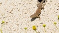 One Lizard on The Fence Royalty Free Stock Photo