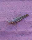 Locust at Ground, Talampaya National Park, La Rioja, Argentina