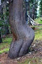 `Kim Kardashian` Lodgepole pine, Tuolumne Meadows, Yosemite National Park