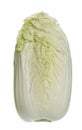 One lofty Beijing cabbage on light background. Royalty Free Stock Photo