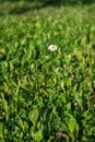 One lone beautiful Daisy flower in a grass field lawn Royalty Free Stock Photo