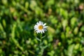 One lone beautiful Daisy flower in a grass field lawn Royalty Free Stock Photo