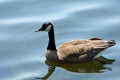 One Lone Canada Goose Royalty Free Stock Photo