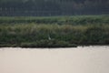 One lone Egret in the Bohai wet-lands new parl Royalty Free Stock Photo