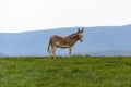 One lone farm donkey stands in a green grassy field against the dramatic Shenandoah Mountains in the background, Virginia, USA Royalty Free Stock Photo