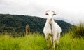 One Lone Goat Royalty Free Stock Photo