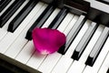 One lone rose petal of pink scarlet lies on black and white piano keys. romantic music, lightness and romance of relaxation and Royalty Free Stock Photo