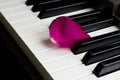 One lone rose petal of pink scarlet lies on black and white piano keys. romantic music, lightness and romance of relaxation and Royalty Free Stock Photo