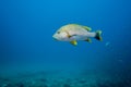 One lone snapper swimming in open water. Royalty Free Stock Photo