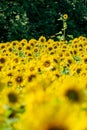 One lone sunflower standing out in a field of blooming flowers. Concept for standing out in a crowd Royalty Free Stock Photo