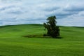 One Lone Tree Royalty Free Stock Photo