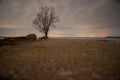 One lone tree on the lake shore at night with starry skies and clouds. The northern lights are visible on the horizon. Access road