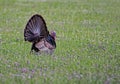 One lone turkey displays his feathers in a field of wildflowers. Royalty Free Stock Photo