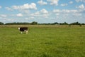 One lonely black and white cow on the meadow Royalty Free Stock Photo