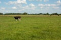 One lonely black and white cow on the meadow Royalty Free Stock Photo