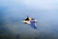 Fallen autumn leaf on the water