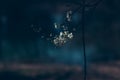 One lonely cherry  blossom branch, illuminated with last sunshine of the day, with dark blue blurred background Royalty Free Stock Photo