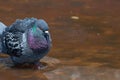 One lonely doves in a water fountain