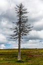 One lonely dry and dark dead tree in a dramatic colorful mountain landscape. Royalty Free Stock Photo