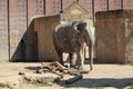 One lonely elephant standing in zoo in leipzig in germany.