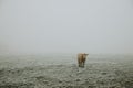 One lonely furry brown cow standing on the pasture covered with hoarfrost during the frosty foggy morning in late autumn Royalty Free Stock Photo