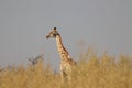 One lonely giraffe standing during morning bush walk in Okavango Delta in Botswana in summer on holiday.