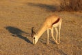 One lonely impala eating in khama rhino sanctuary on waterhole in Botswana on holiday.