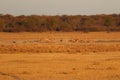 One lonely impala eating in khama rhino sanctuary on waterhole in Botswana on holiday.