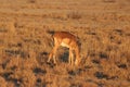 One lonely impala eating in khama rhino sanctuary on waterhole in Botswana on holiday.