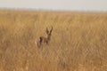 One lonely impala running away in nata in Botswana on holiday.