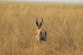 One lonely impala running away in nata in Botswana on holiday.