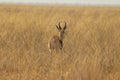 One lonely impala running away in nata in Botswana on holiday.