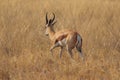 One lonely impala running away in nata in Botswana on holiday.