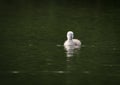 One lonely little, just squabbled cute swan fledgling swimming in ta lake