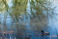 One lonely mallard swimming in the bright blue pond with reflections of trees Royalty Free Stock Photo