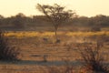 One lonely pumba running in khama rhino sanctuary on waterhole in Botswana on holiday. Royalty Free Stock Photo