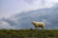 One sheep standing on a hill against a moody sky Royalty Free Stock Photo