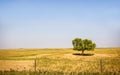 One lonely tree I. Summer meadow