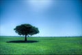 One lonely tree in large green field. Bright Sky Royalty Free Stock Photo