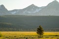 One lonely tree stands against the backdrop of the Idaho Sawtooth Mountains in Stanley, ID at dusk Royalty Free Stock Photo