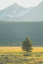 One lonely tree stands against the backdrop of the Idaho Sawtooth Mountains in Stanley, ID at dusk