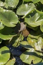 One lonely withered leaf among green leaves of European White Waterlily