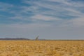 One lonesome male giraffe walking through dry savanna grassland